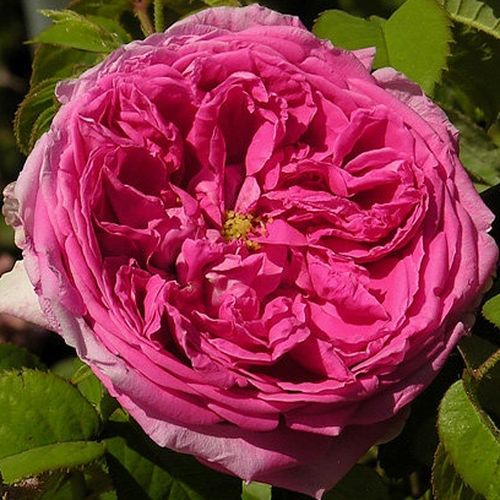 Scharlachrot - alte rosen